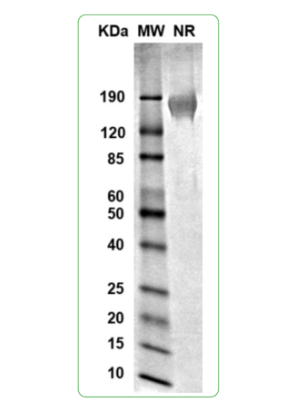 MW: Molecular Weight marker reduced condition
NR: CD155 dimer under non-reducing condition